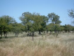Acacia savanna south of Fada N'Gourma, Burkina Faso