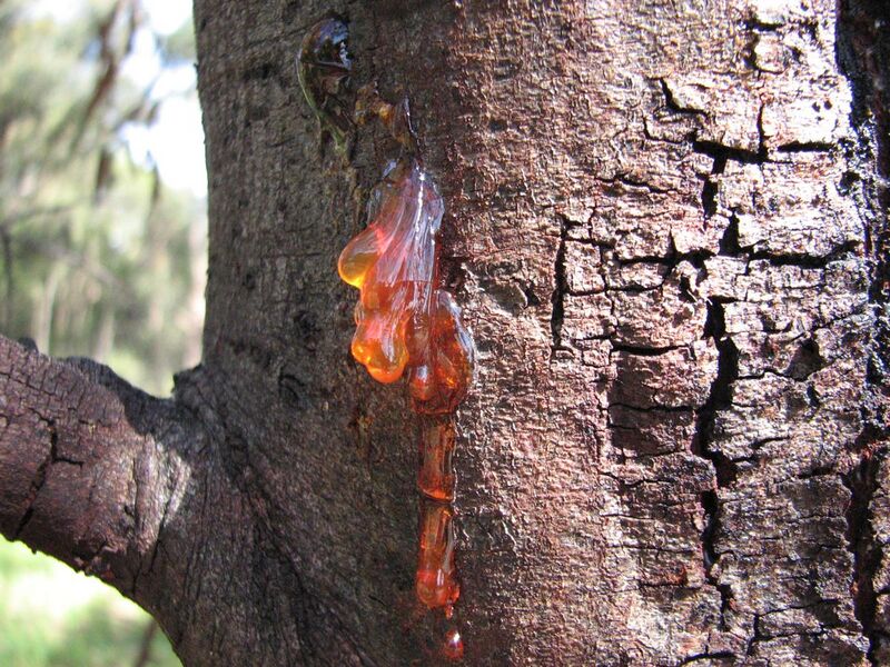 File:Acacia pycnantha trunk and gum 8921.jpg