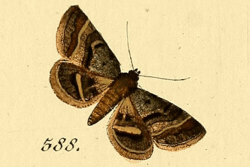 Acantholipes regularis.gif