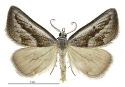 Adeixis griseata male.jpg