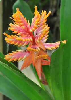 Aechmea manzanaresiana.jpg