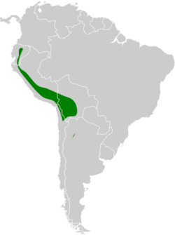 Agriornis albicauda map.svg