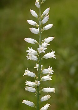 Aletris farinosa (white colic-root), Barnstable, MA, Cape Cod (29578816818).jpg