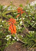 Aloe juddii - Koudeberg Aloe in flower - SA 1.jpg