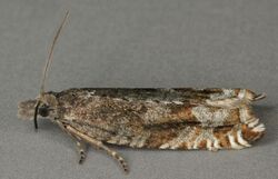 Ancylis unguicella, Llanfachreth, North Wales, May 2013 (19495066690).jpg