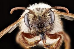 Andrena erythronii f face.jpg
