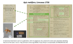 ApisMellifera treatment.png