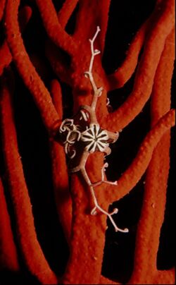 Astrocladus euryale basket star01.jpg