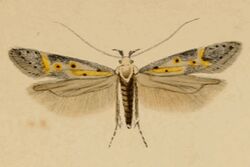 Athrips nigricostella.jpg