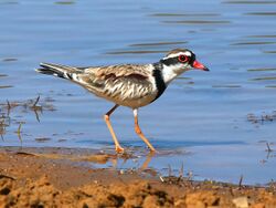 Black-fronted dotterel 9189.jpg