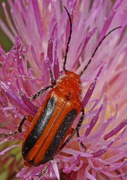 Blister Beetle - Nemognatha piazata, Okaloacoochee Slough State Forest, Felda, Florida.jpg