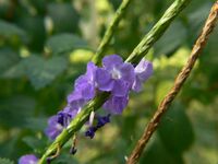 Blue Snakeweed (2095033321).jpg