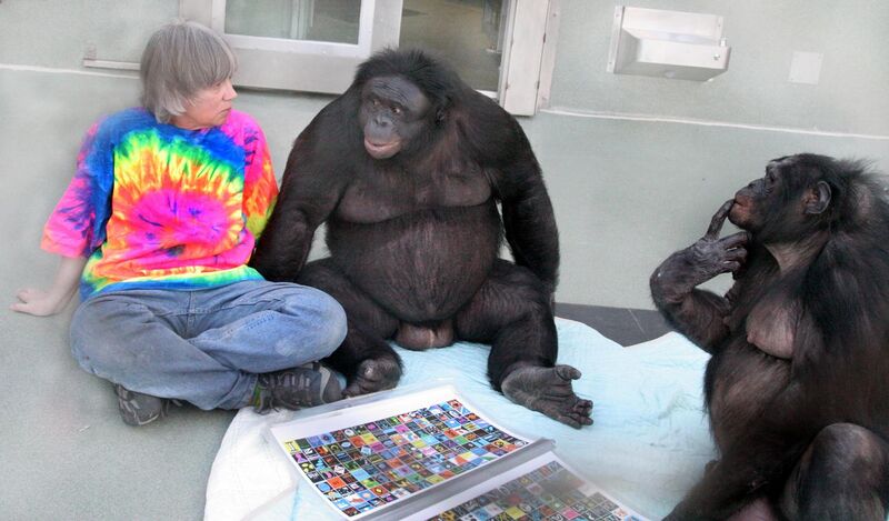 File:Bonobos Kanzi and Panbanisha with Sue Savage-Rumbaugh.jpg