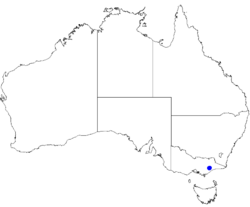 Boronia galbraithiae DistMap49.png