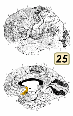 Brodmann Cytoarchitectonics 25.png