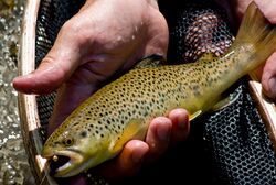 Browntrout029.jpg