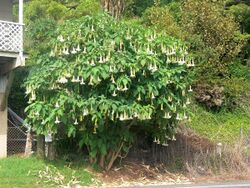 Brugmansia tree.jpg