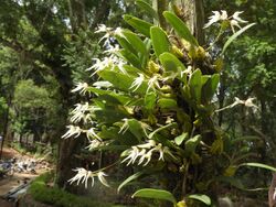 Bulbophyllum acutiflorum-3-bsi-yercaud-salem-India.jpg