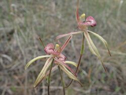 Caladenia doutchiae 02.jpg