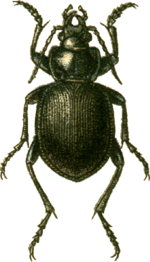 Calosoma panderi Jacobson.png