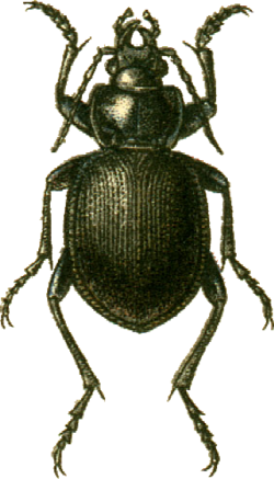 Calosoma panderi Jacobson.png