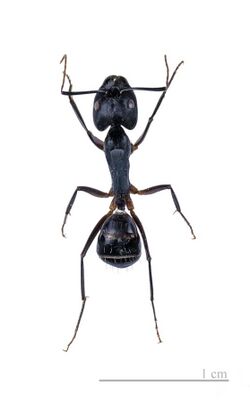 Camponotus fellah MHNT.jpg