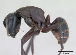 Camponotus herculeanus casent0173157 profile 1.jpg