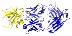 Canakinumab bound to IL-1β.png