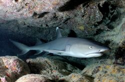 Photo of a whitetip reef shark, a slender gray shark with a short head and white tips on its dorsal and caudal fins, resting inside a coral cave