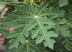 Carica papaya leaf 14 07 2012.jpg