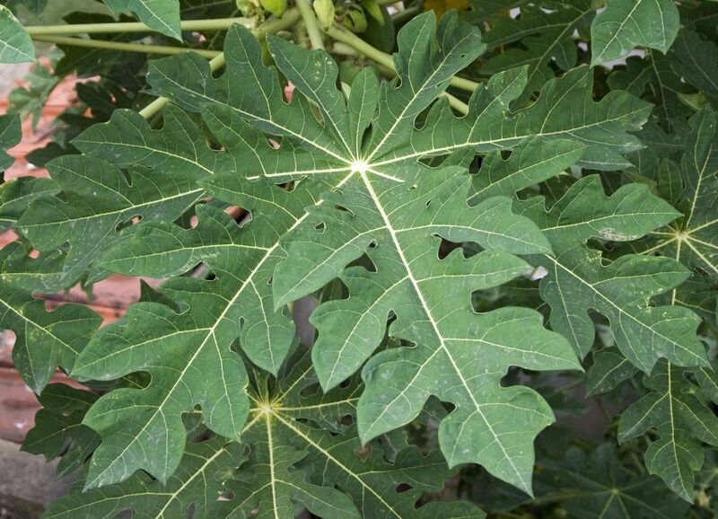 File:Carica papaya leaf 14 07 2012.jpg