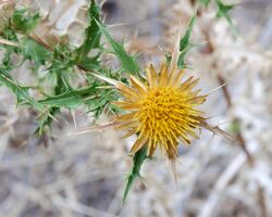 Carlina corymbosa Corse.jpg