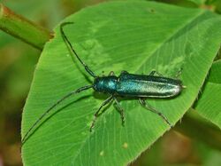 Cerambycidae - Agapanthia violacea-1.JPG