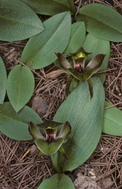 Chiloglottis gunnii.jpg