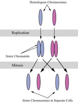Chromosomes during mitosis.svg
