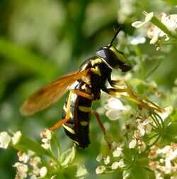 Chrysotoxum vernale.jpg