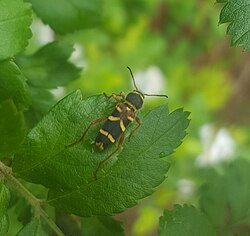 Clytus marginicollis 39736760.jpg