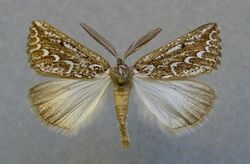 Compsoptera jourdanaria male.jpg
