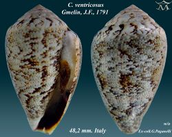 Conus ventricosus 2.jpg