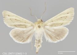 Copablepharon viridisparsa gilvum CSU ENT1123602.jpg