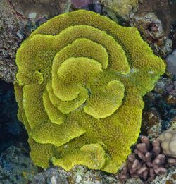 Coral (Turbinaria reniformis), parque nacional Ras Muhammad, Egipto, 2022-03-28, DD 132.jpg