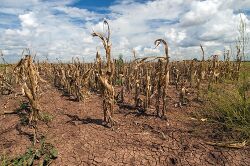 Corn shows the affect of drought.jpg