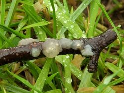 Crystal Brain Fungus (Exidia nucleata) - geograph.org.uk - 1000447.jpg