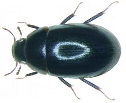 Cymbiodyta marginella (Fabricius, 1792) (3408978961).jpg