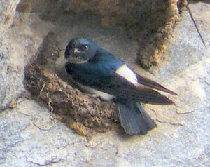 three swallow-like birds with black upperparts and white rumps and underparts perched on or by mud nests under a rocky ledge