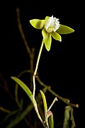 Dendrobium striolatum Rchb.f.- Hamburger Garten- Blumenzeitung xiii. (1857) 313. 20230315 224346.jpg