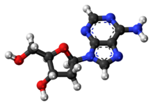 Ball-and-stick model of the deoxyadenosine molecule