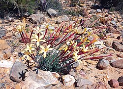 Dianthus caespitosus - Warmwaterberg 2.jpg