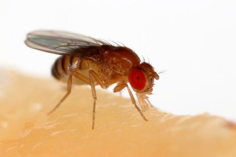 File:Drosophila melanogaster Proboscis.jpg
