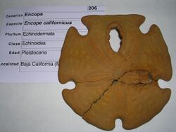 Encope californicus.4 - Pleistoceno.JPG